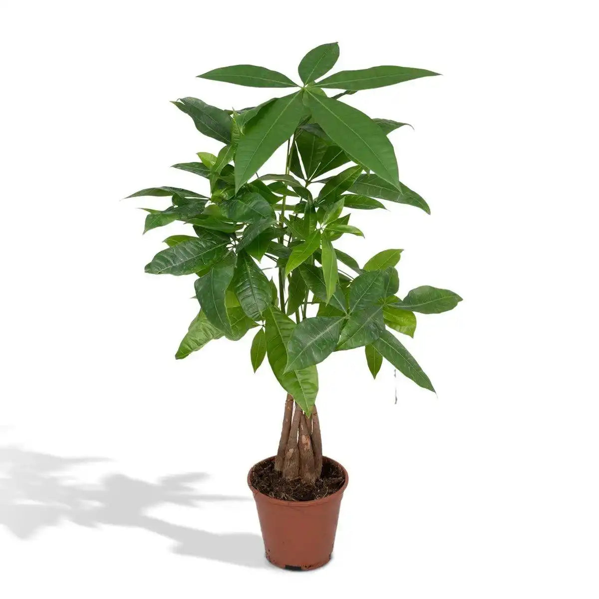 Pachira Aquatica - Geldbaum - Ø14cm - ↕50cm - HomeDesign Knaus