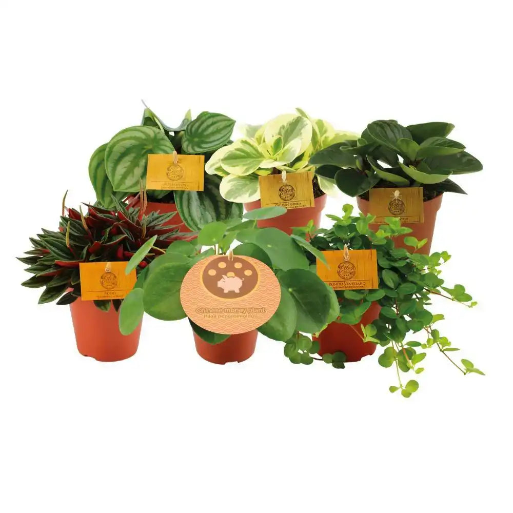 Peperomia-Größen – 6 Stück – Ø12 cm – ↕20 cm - HomeDesign Knaus