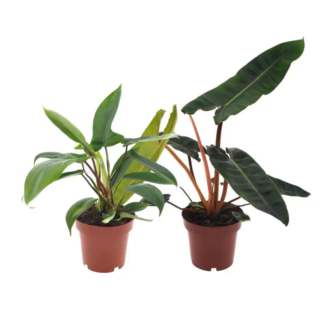 Philodendron Duo Billietiae / Florida Green - 2 Stück - Ø12cm - ↕25cm - HomeDesign Knaus