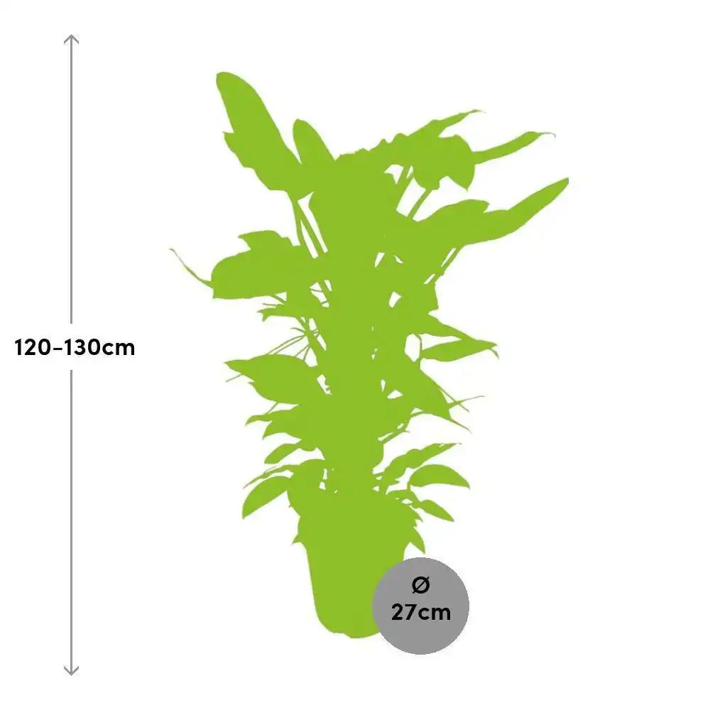 Philodendron Hastatum - Ø27cm - ↕130cm - HomeDesign Knaus