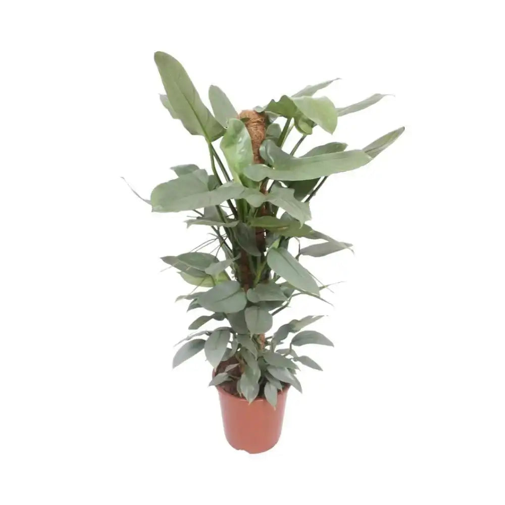 Philodendron Hastatum - Ø27cm - ↕130cm - HomeDesign Knaus