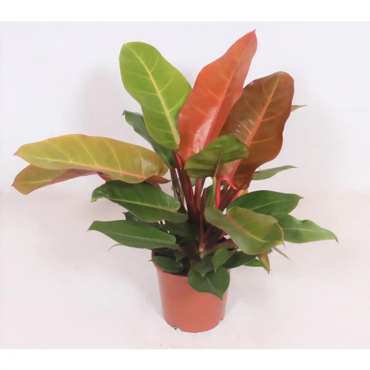 Philodendron Prince of Orange - Ø17cm - ↕45cm - HomeDesign Knaus