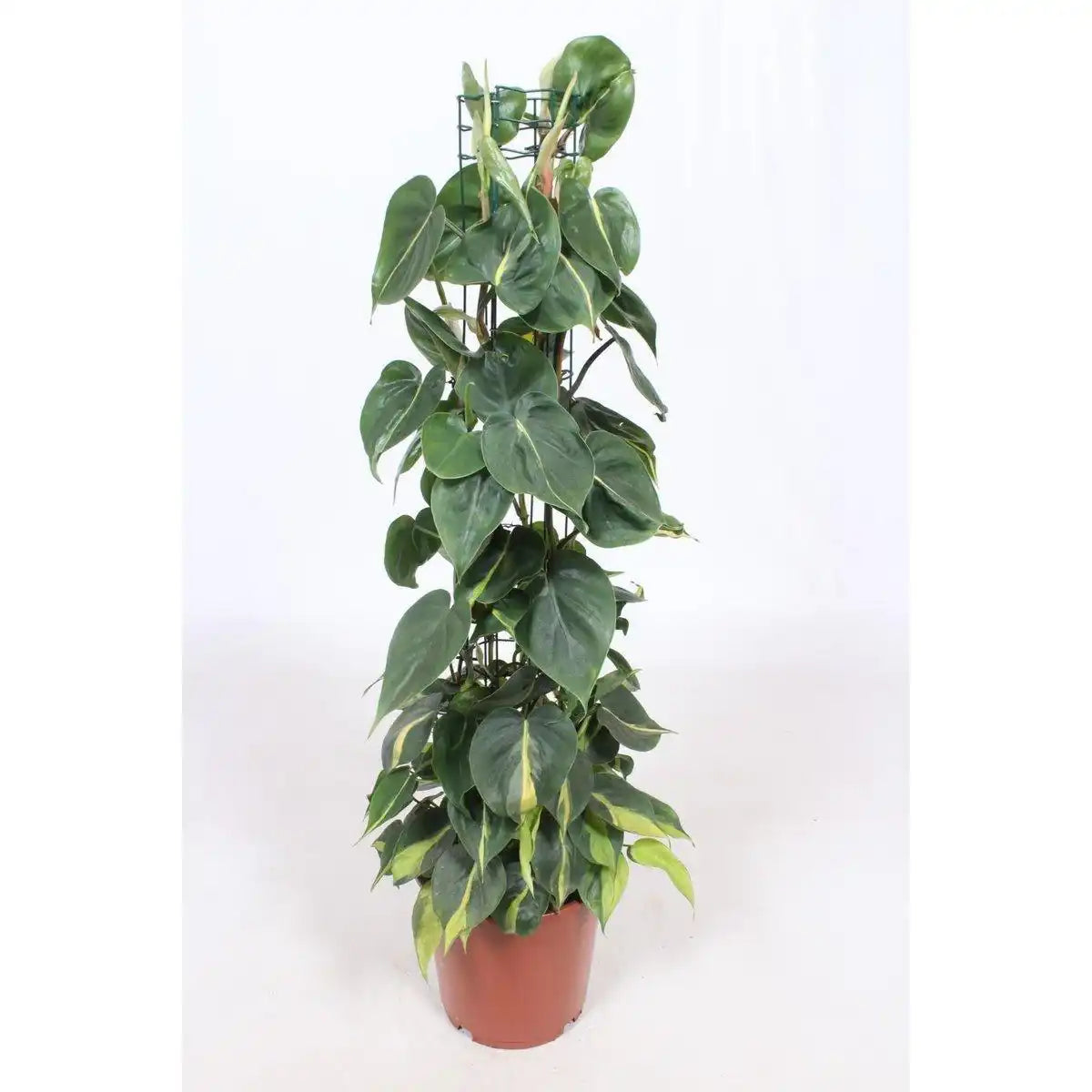 Philodendron Scandens Brasil - Ø24cm - ↕120cm - HomeDesign Knaus
