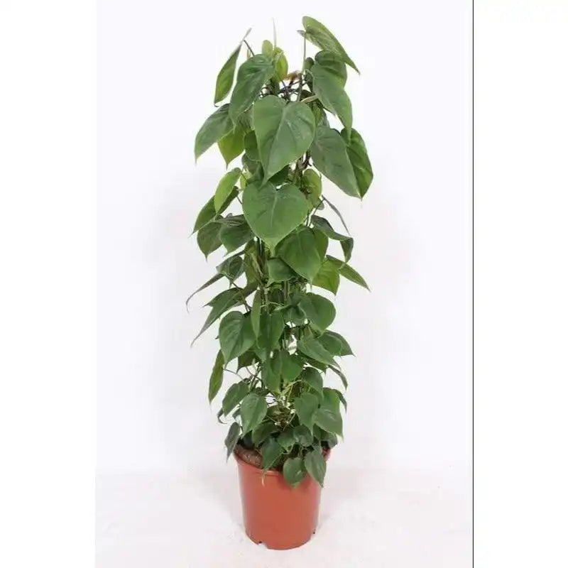 Philodendron Scandens - Ø24cm - ↕120cm - HomeDesign Knaus