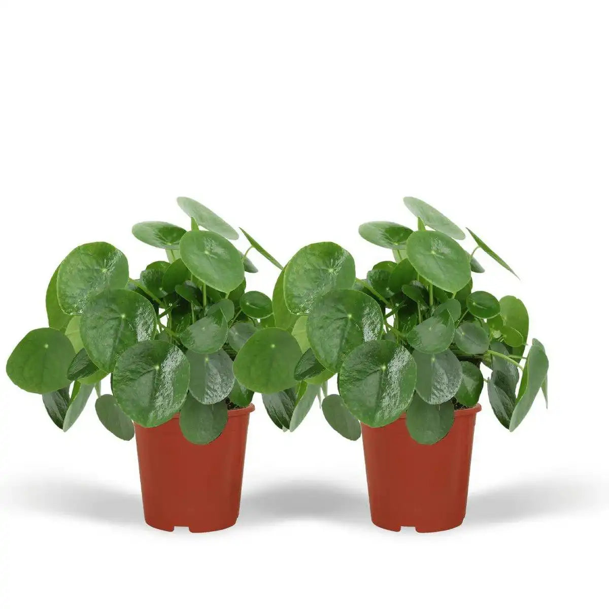 Pilea Peperomioides - Pfannkuchenpflanze - 2 Stück - ø15cm - ↕25 cm - HomeDesign Knaus