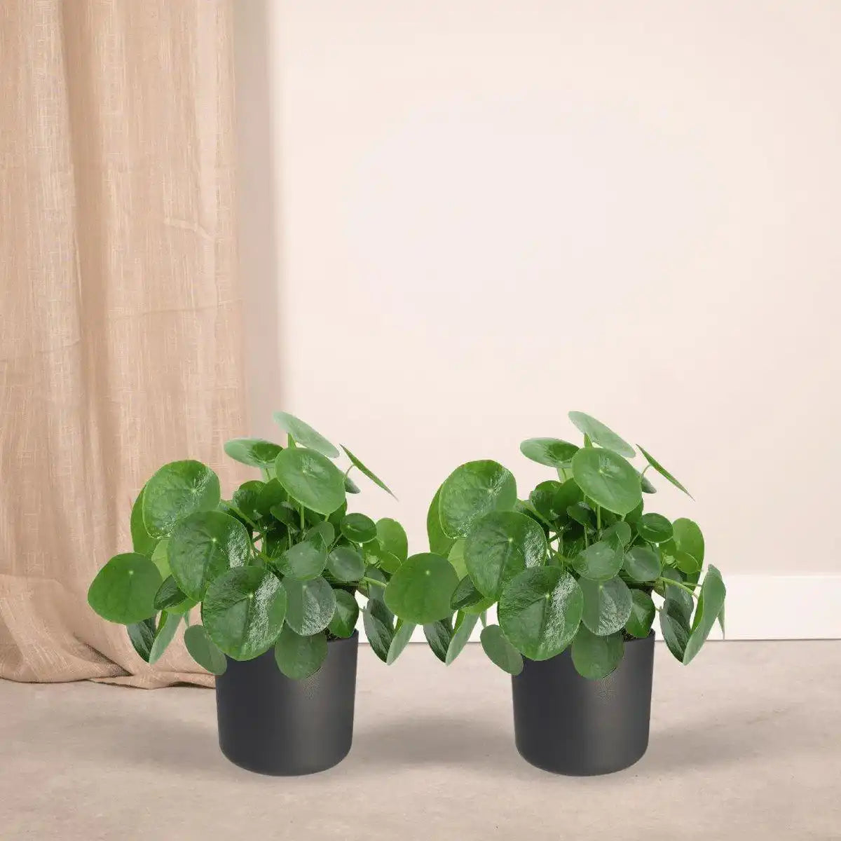 Pilea Peperomioides - Pfannkuchenpflanze - 2 Stück - ø15cm - ↕25 cm - HomeDesign Knaus