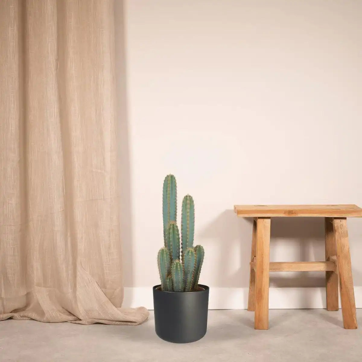 Pilosocereus Azureus - Kaktus - Ø21cm - ↕55cm - HomeDesign Knaus