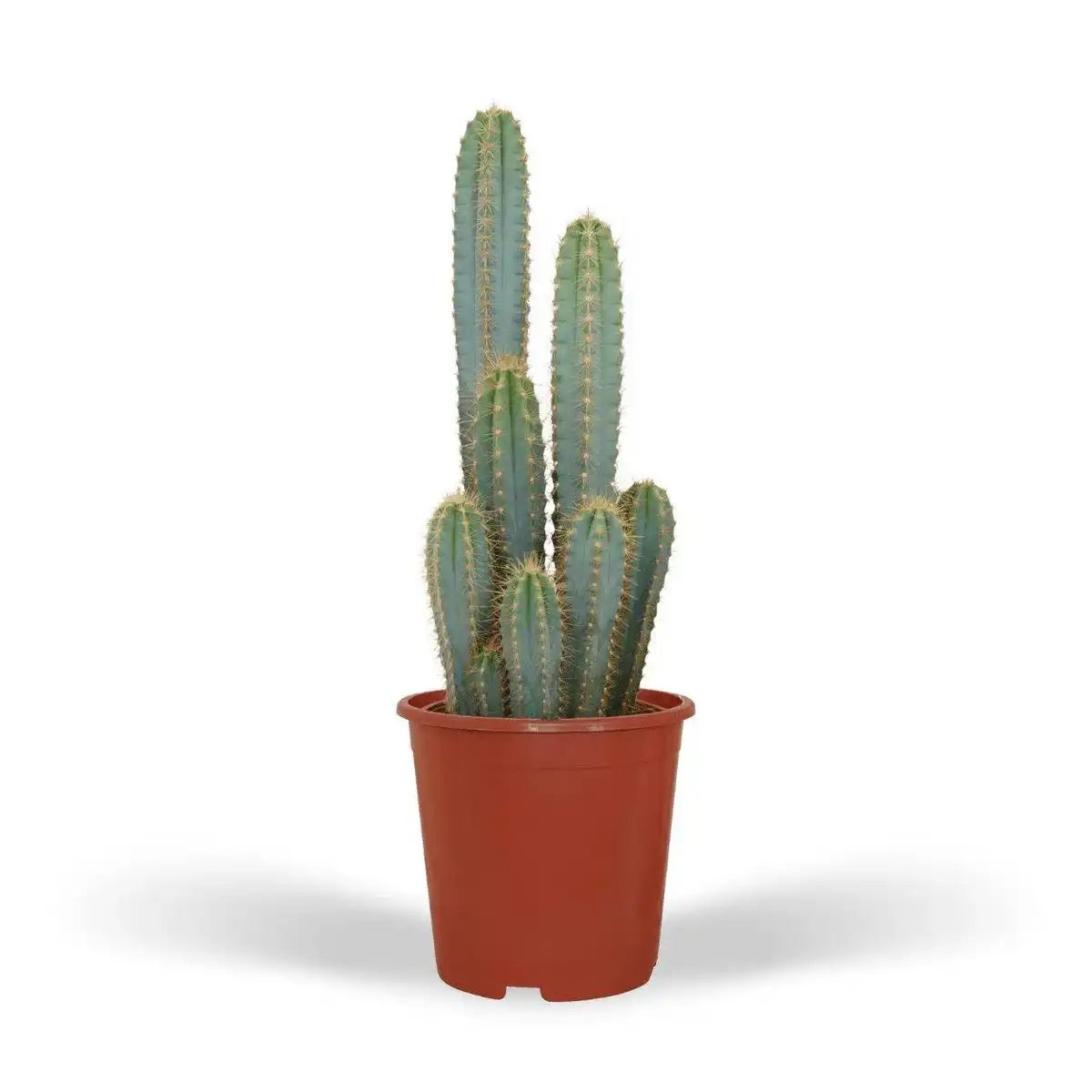 Pilosocereus Azureus - Kaktus - Ø21cm - ↕55cm - HomeDesign Knaus