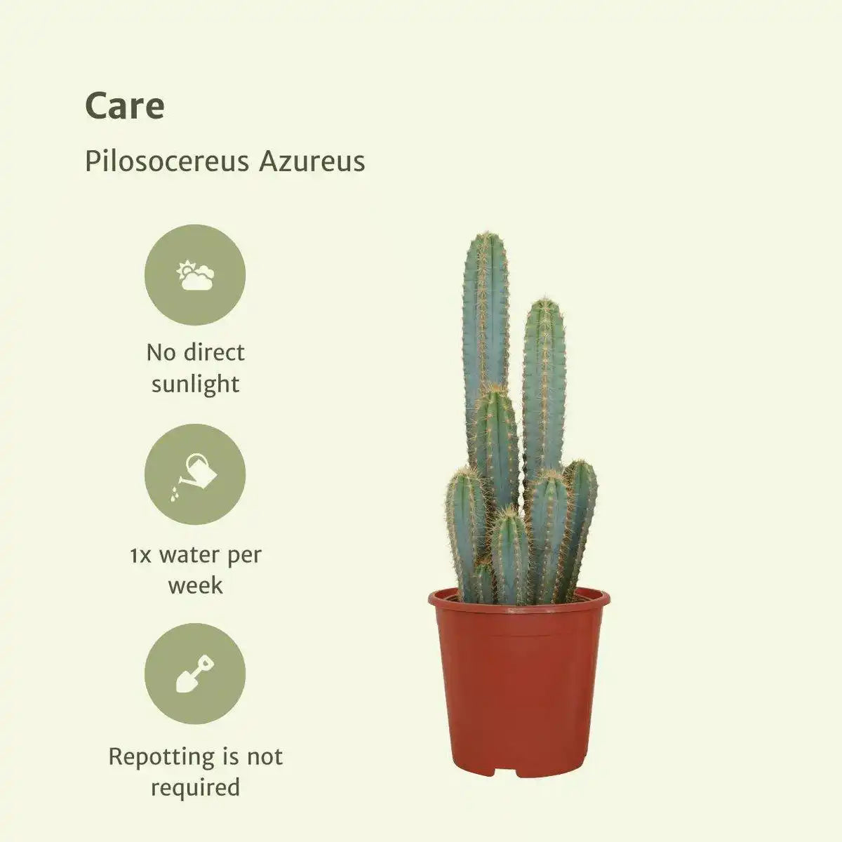 Pilosocereus Azureus - Kaktus - Ø21cm - ↕55cm - HomeDesign Knaus