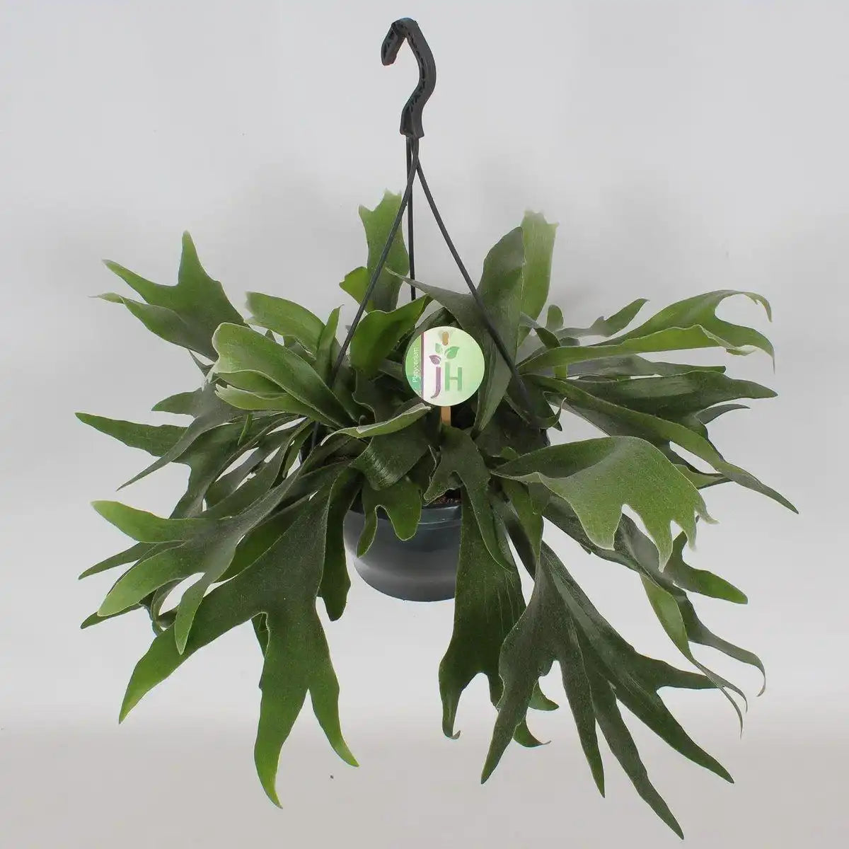 Platycerium Bifurcatum - Ø21cm - ↕50cm - HomeDesign Knaus