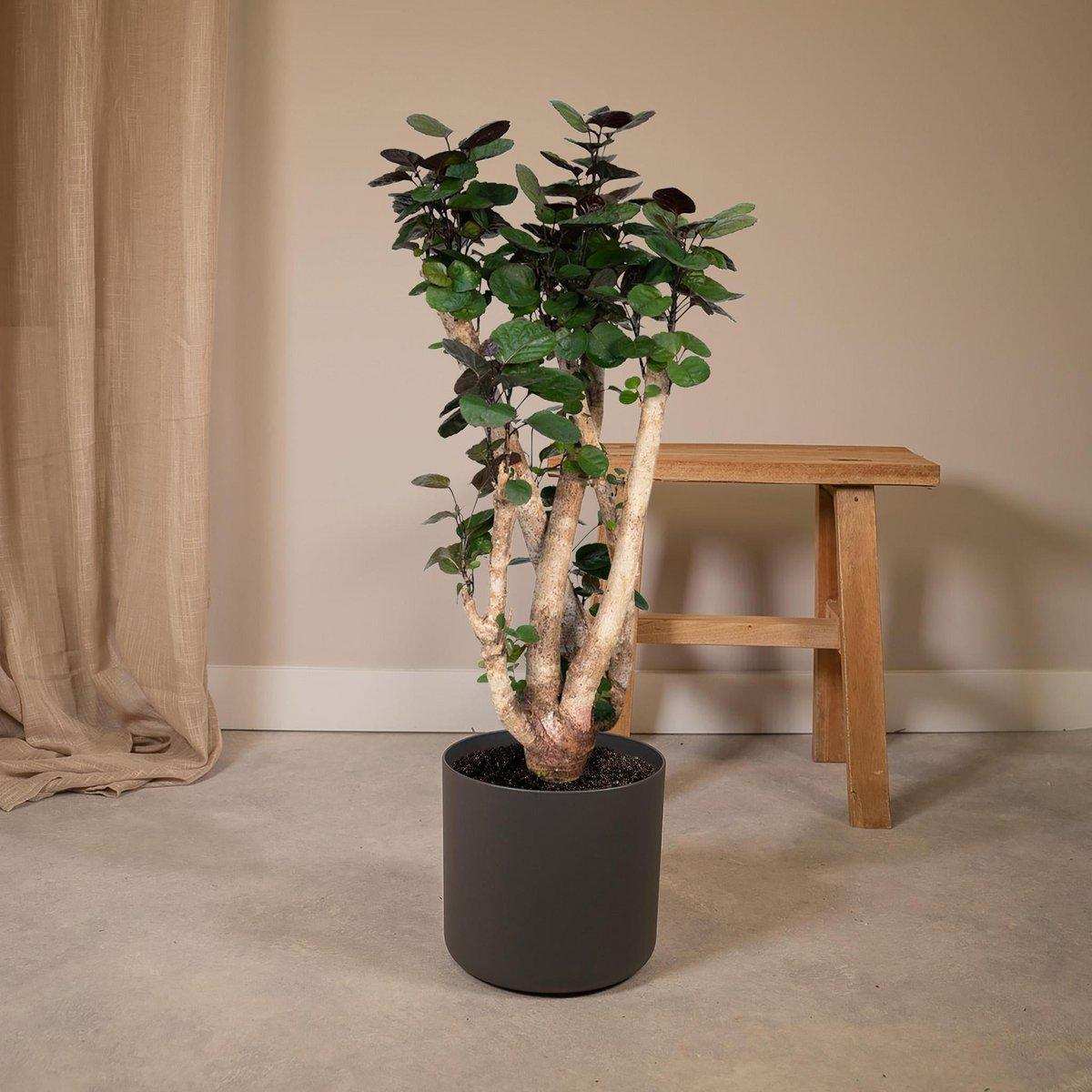 Polyscias Fabian - Aralia - Ø24cm - ↕90cm - HomeDesign Knaus