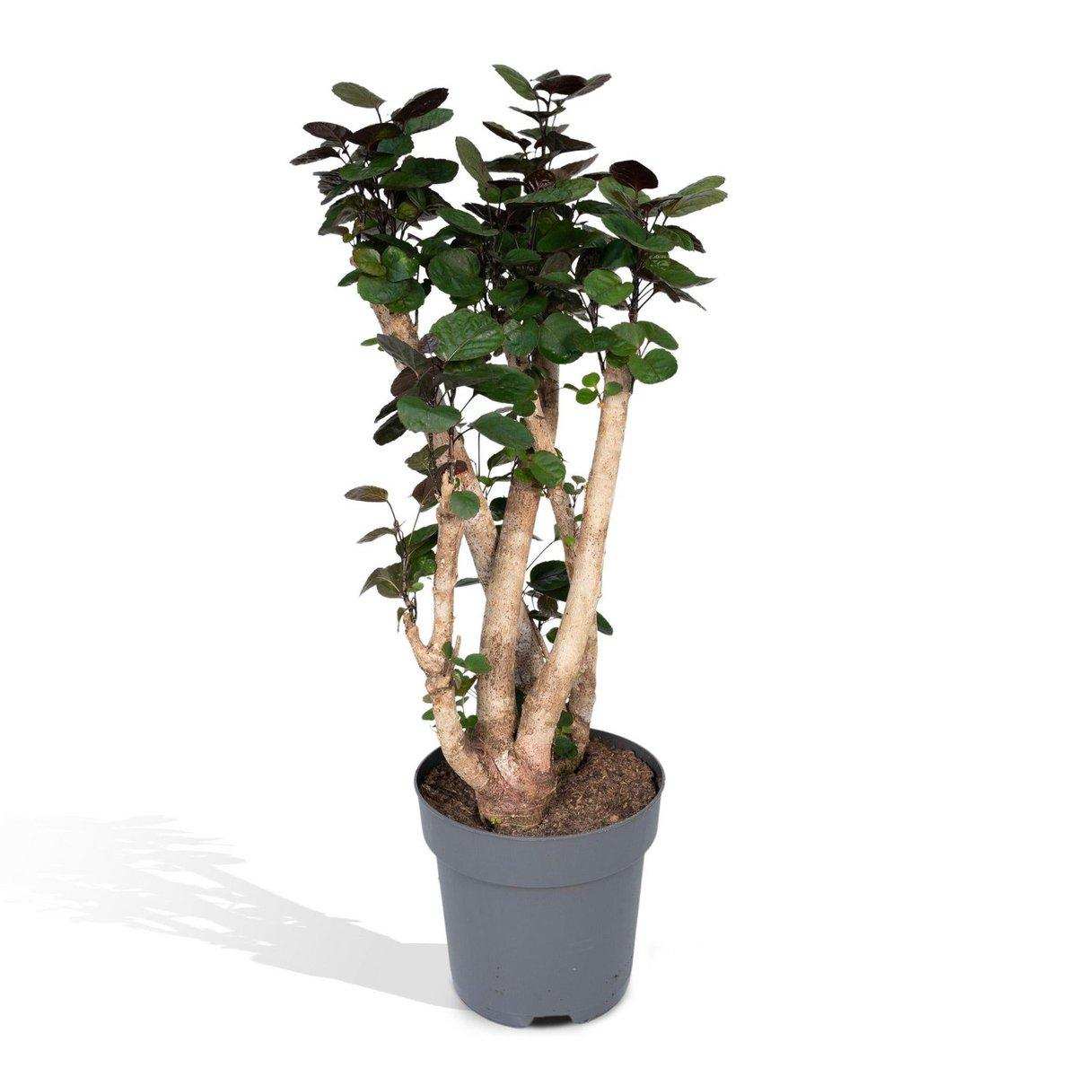 Polyscias Fabian - Aralia - Ø24cm - ↕90cm - HomeDesign Knaus