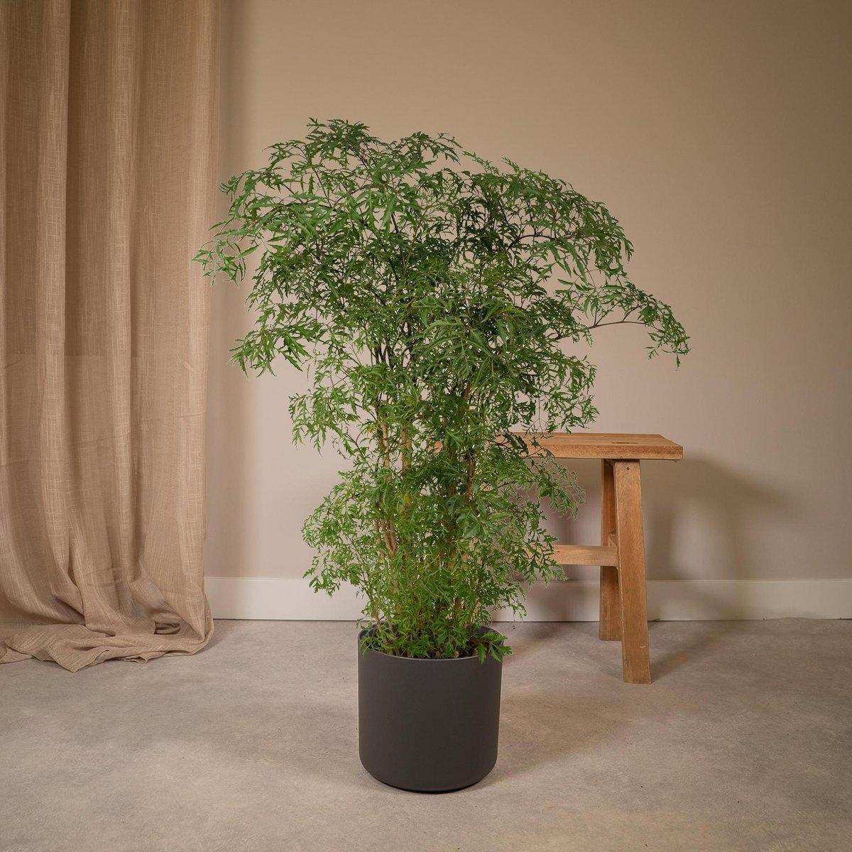 Polyscias Fruticosa - Aralia - Ø21cm - ↕75cm - HomeDesign Knaus