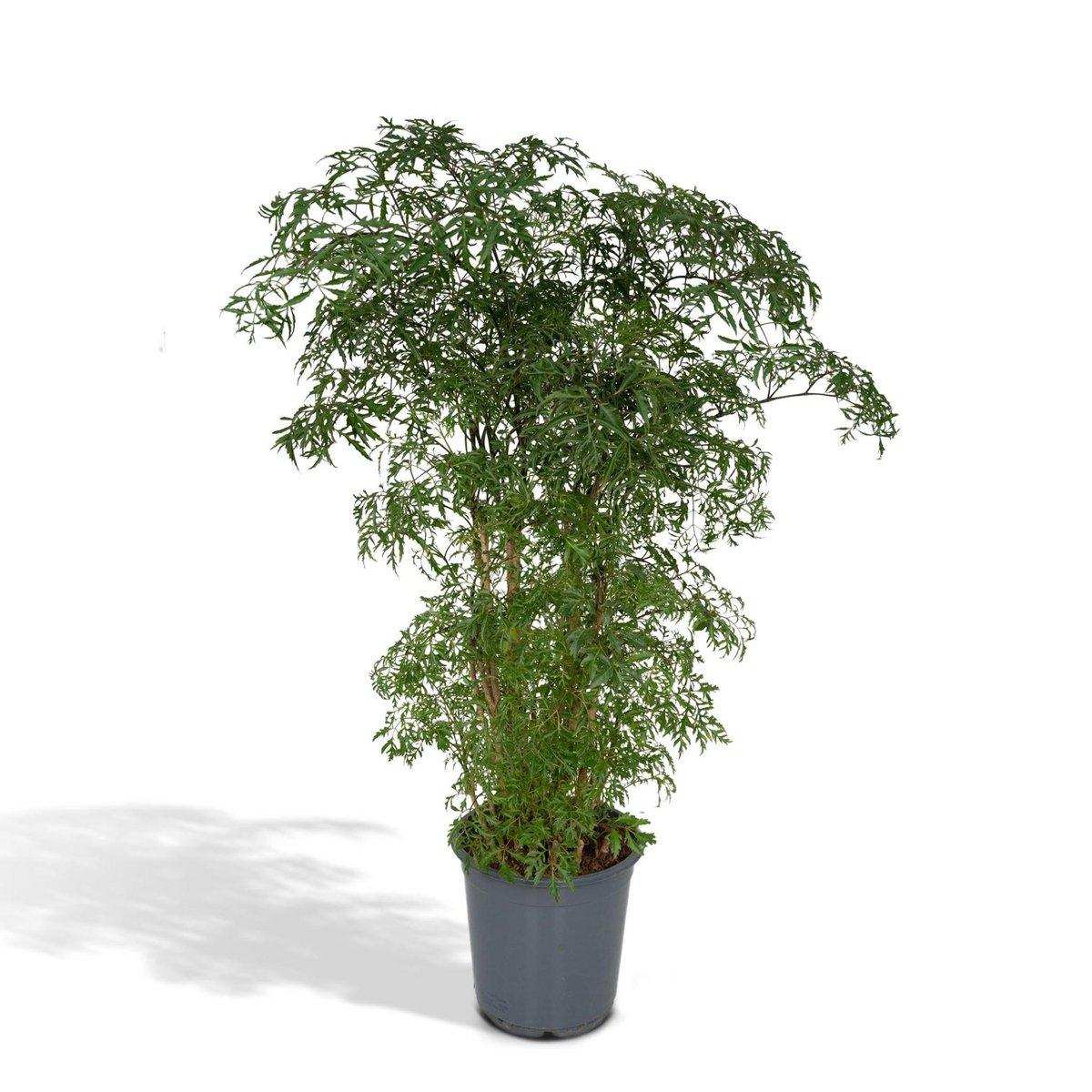 Polyscias Fruticosa - Aralia - Ø21cm - ↕75cm - HomeDesign Knaus