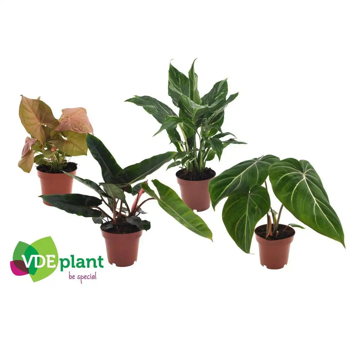 Premium-Pflanzenmischung – 4 Stück – Ø12 cm – ↕40 cm - HomeDesign Knaus