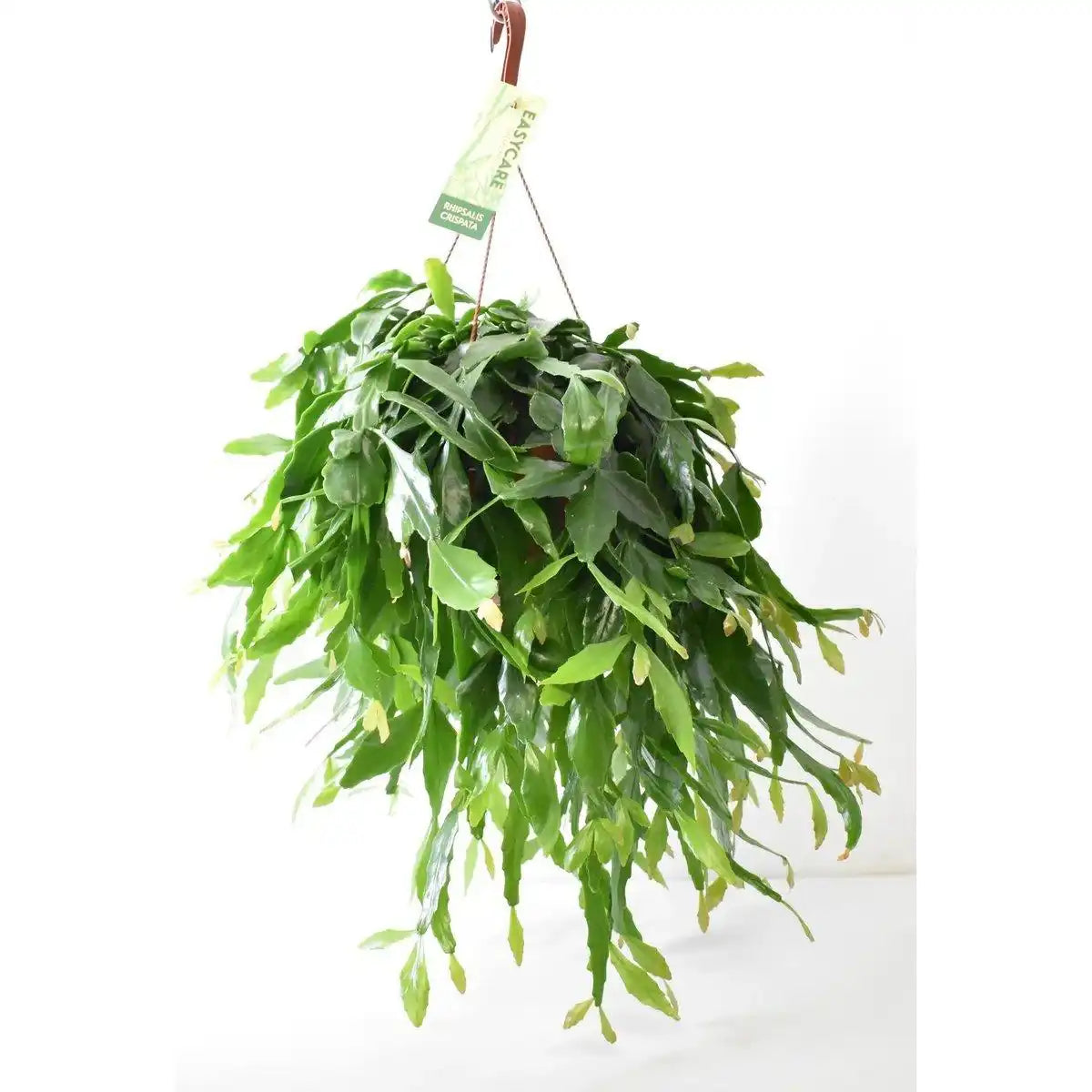 Rhipsalis Crispata - Ø21cm - ↕50cm - HomeDesign Knaus