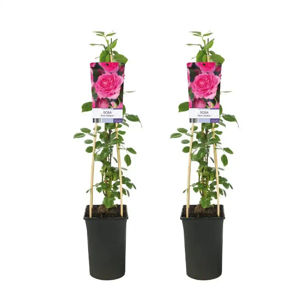 Rosa Pink Climber - 2 Stück - Ø17cm - ↕75cm - HomeDesign Knaus