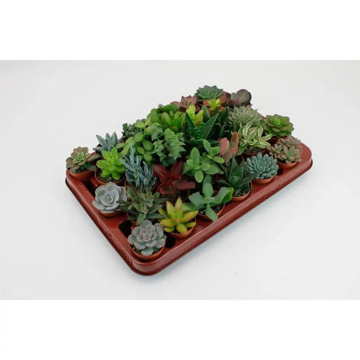 Saftige Mischung – 30 Stück – Ø5,5 cm – ↕7 cm - HomeDesign Knaus