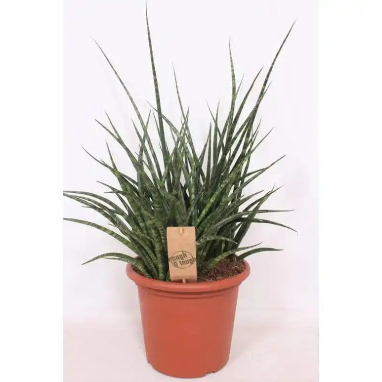 Sansevieria Fernwood Punk - Ø25cm - ↕60cm - HomeDesign Knaus