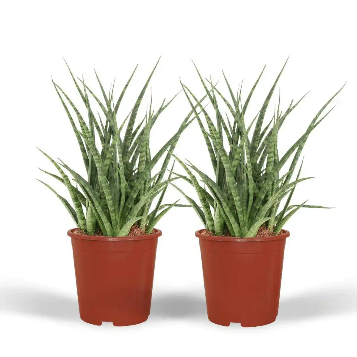 Sansevieria Fernwood Punk - Weibliche Zunge - 2 Stück - ø12cm - ↕30cm - HomeDesign Knaus