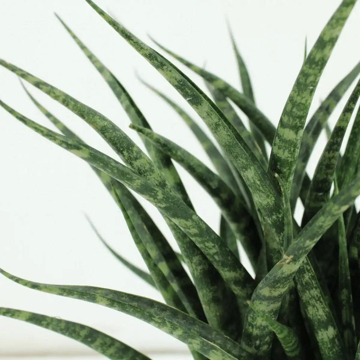 Sansevieria Fernwood Punk - Weibliche Zunge - 2 Stück - ø12cm - ↕30cm - HomeDesign Knaus