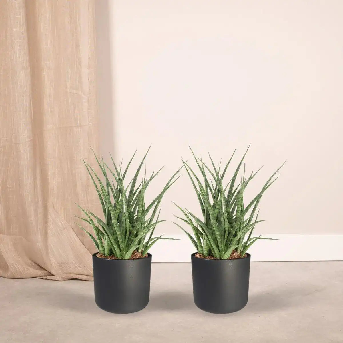 Sansevieria Fernwood Punk - Weibliche Zunge - 2 Stück - ø12cm - ↕30cm - HomeDesign Knaus