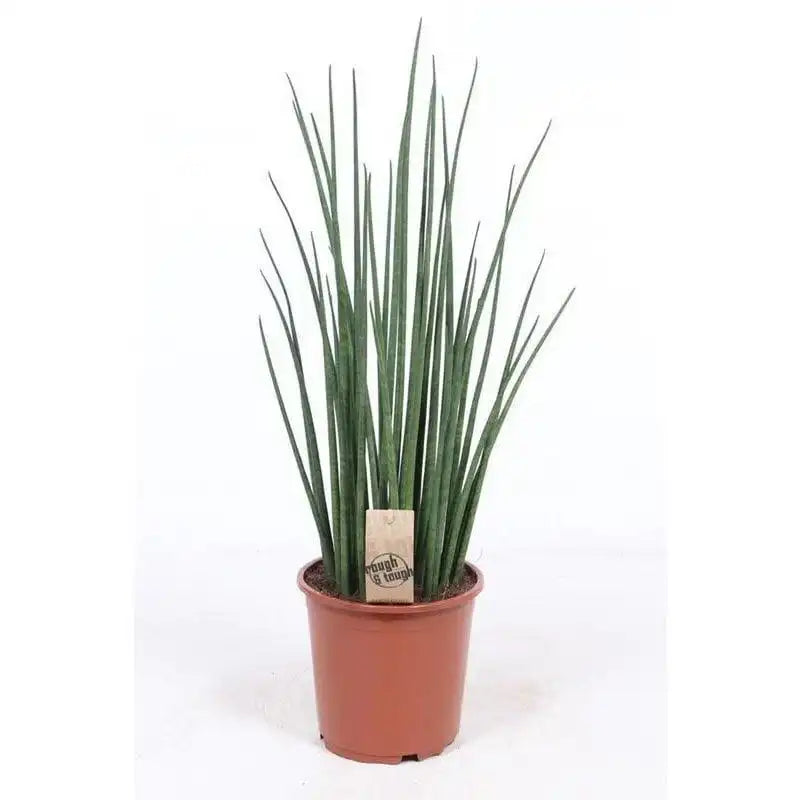 Sansevieria Mikado - Ø19cm - ↕70cm - HomeDesign Knaus