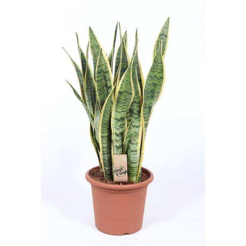 Sansevieria Trifasciata Laurentii - Ø25cm - ↕85cm - HomeDesign Knaus