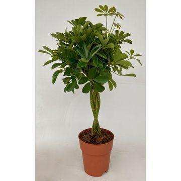 Schefflera Compacta - Ø19cm - ↕80cm - HomeDesign Knaus