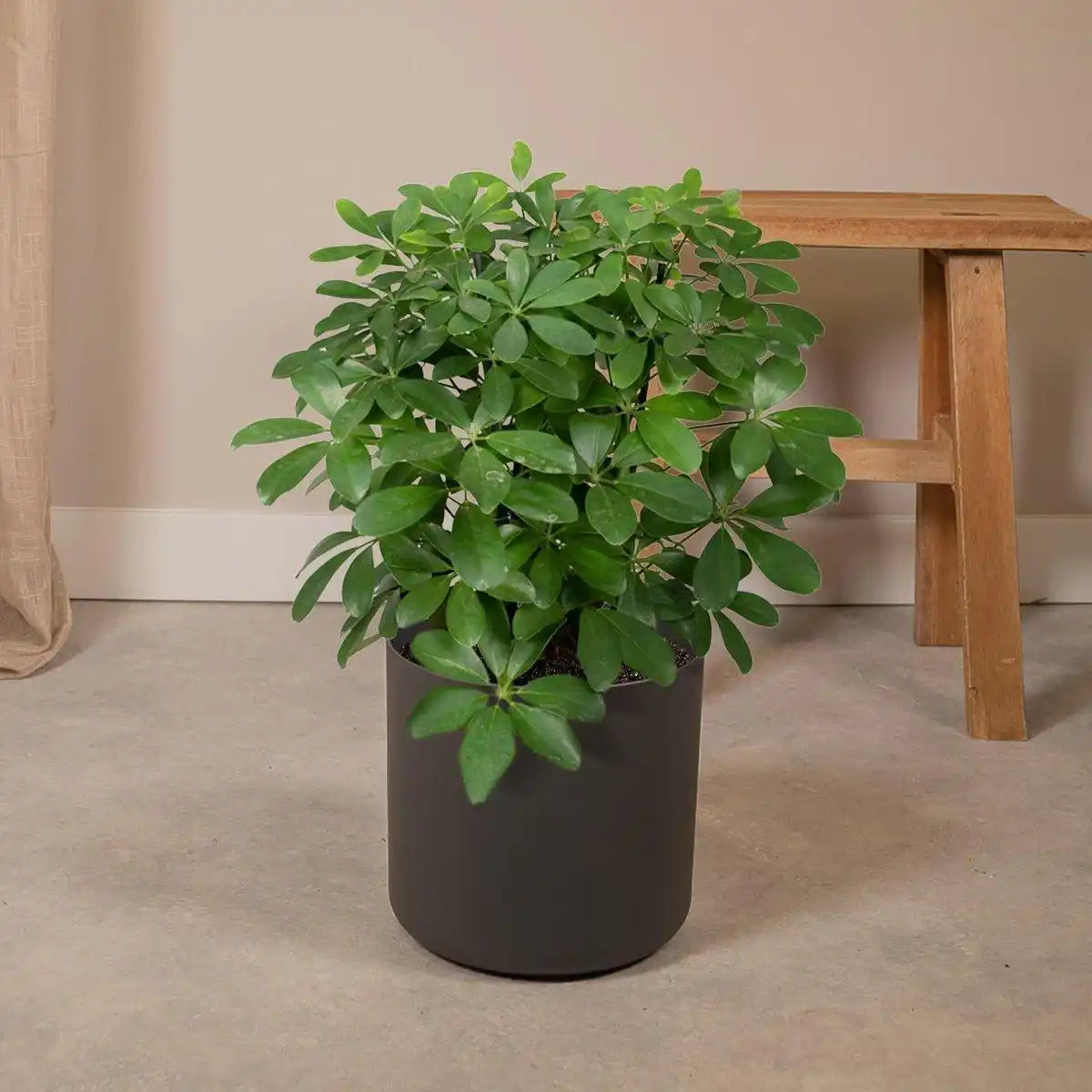 Schefflera Nora - Fingerpflanze - Ø21cm - ↕50cm - HomeDesign Knaus