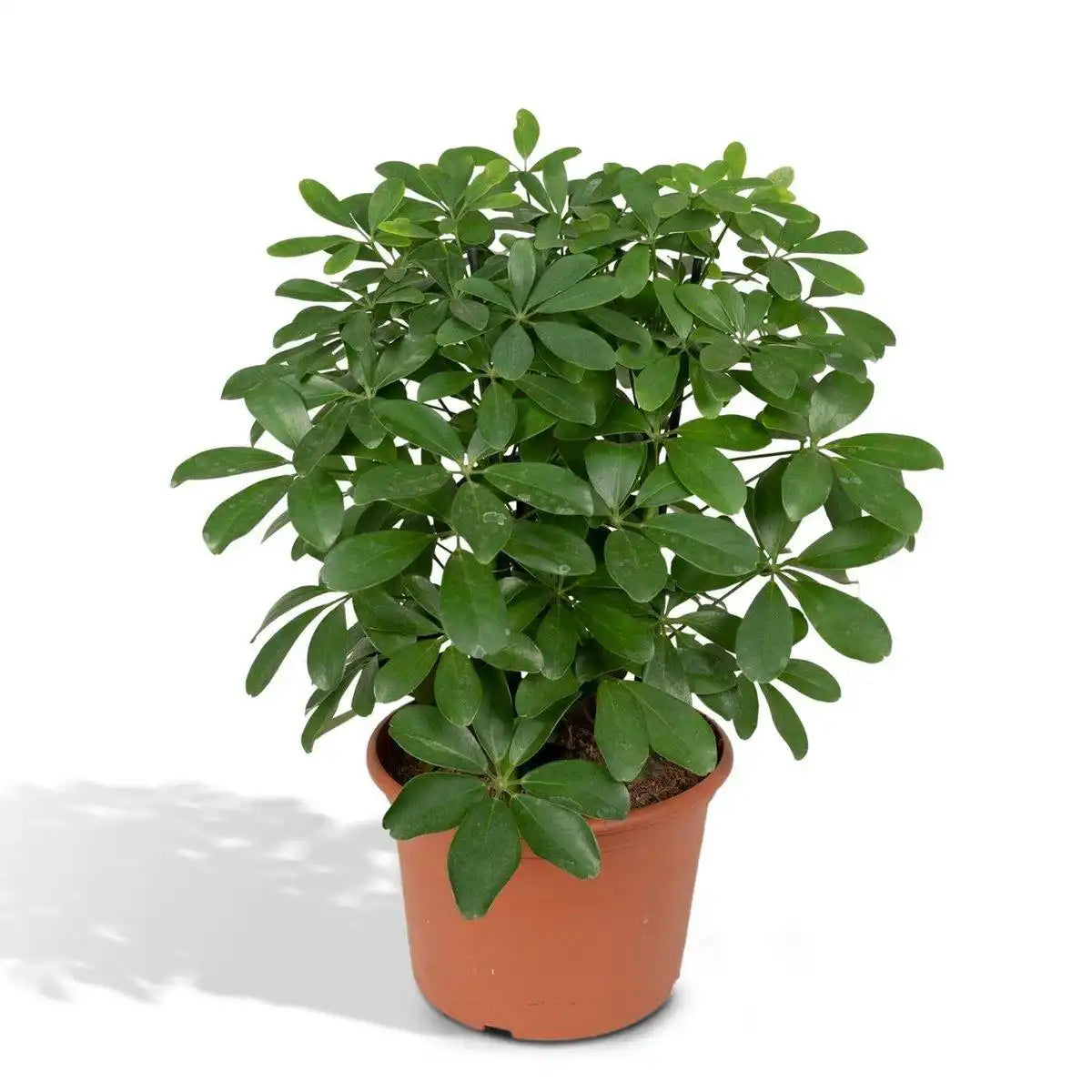 Schefflera Nora - Fingerpflanze - Ø21cm - ↕50cm - HomeDesign Knaus