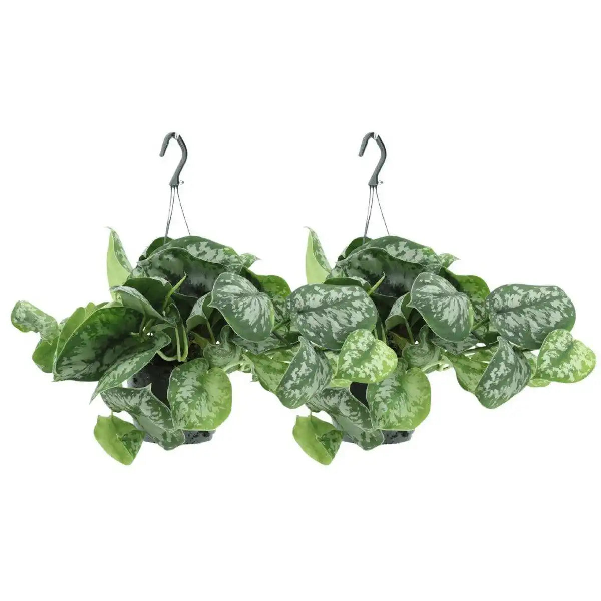 Scindapsus Pictus Trebie - Epipremnum - 2 Stück - ø15cm - ↕25cm - HomeDesign Knaus