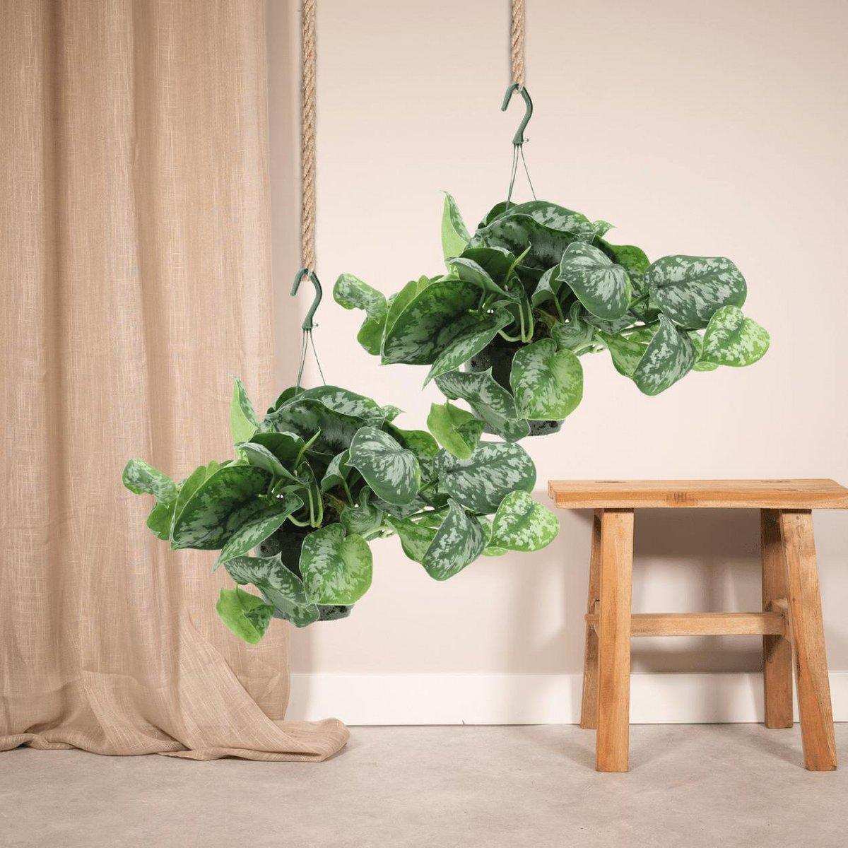 Scindapsus Pictus Trebie - Epipremnum - 2 Stück - ø15cm - ↕25cm - HomeDesign Knaus