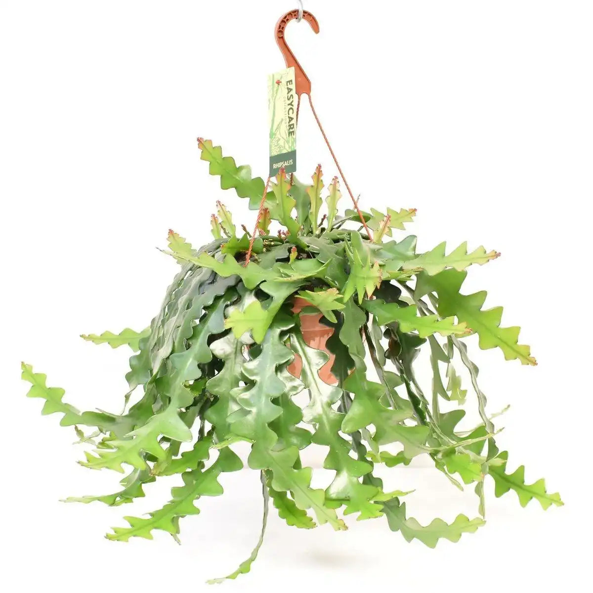 Selenicereus Anthonyanus - Ø21cm - ↕60cm - HomeDesign Knaus
