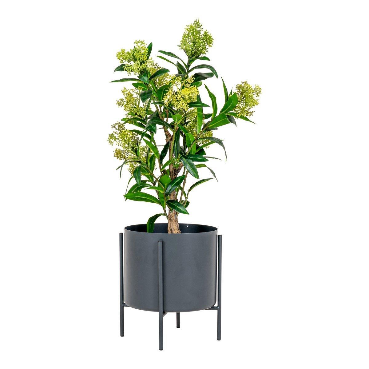 Skimmia-Baum - Grün - HomeDesign Knaus