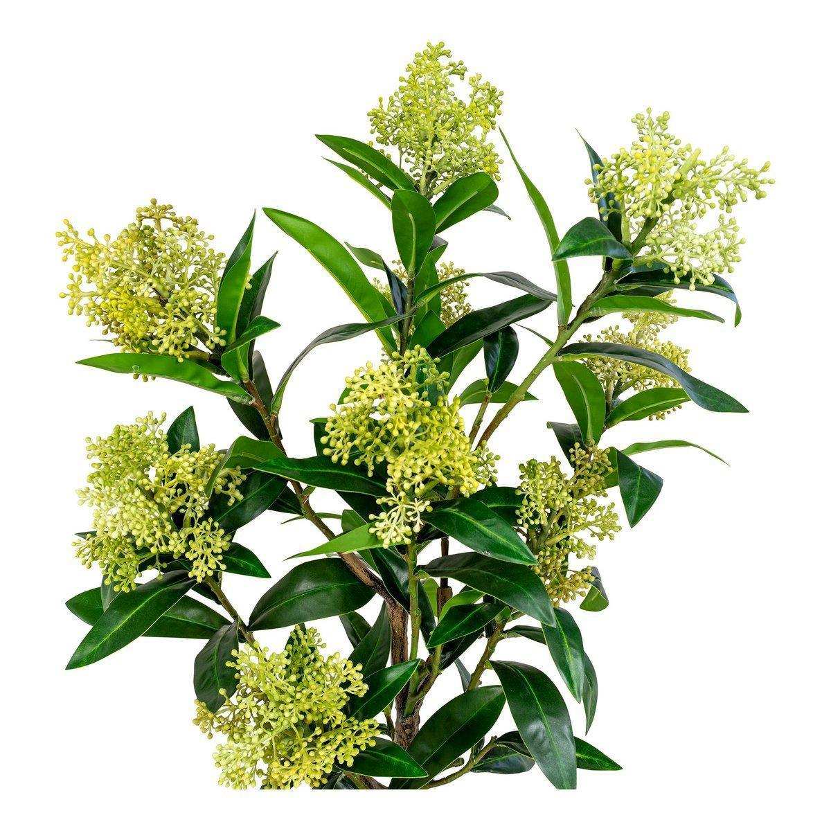 Skimmia-Baum - Grün - HomeDesign Knaus
