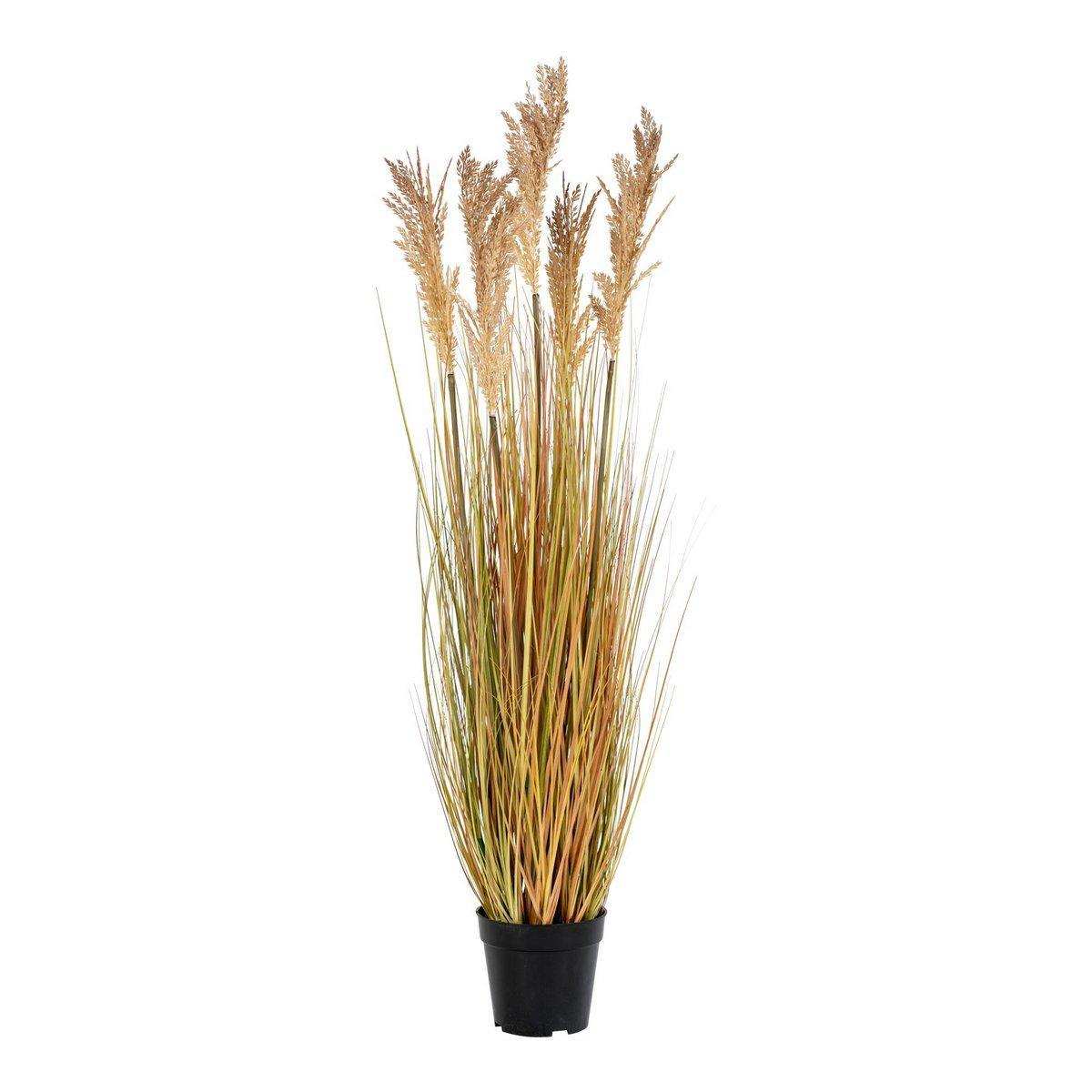 Sorghum-Gras - HomeDesign Knaus