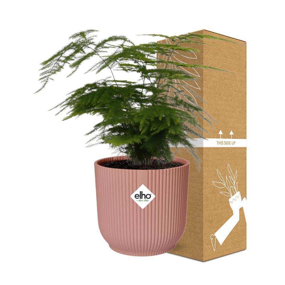 Spargel Setaceus 'Plumosus' in ELHO Vibes Fold 14cm rosa - HomeDesign Knaus