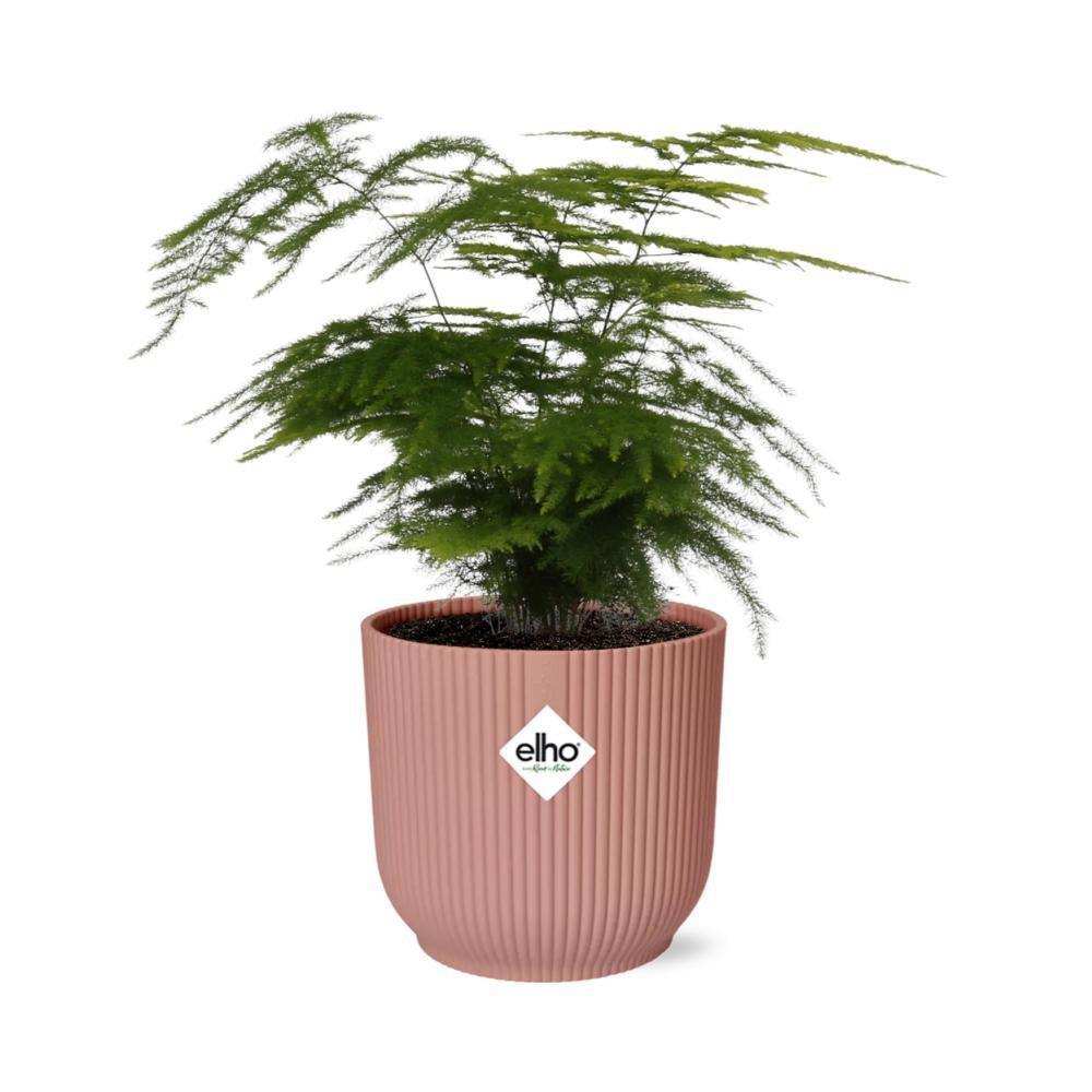 Spargel Setaceus 'Plumosus' in ELHO Vibes Fold 14cm rosa - HomeDesign Knaus
