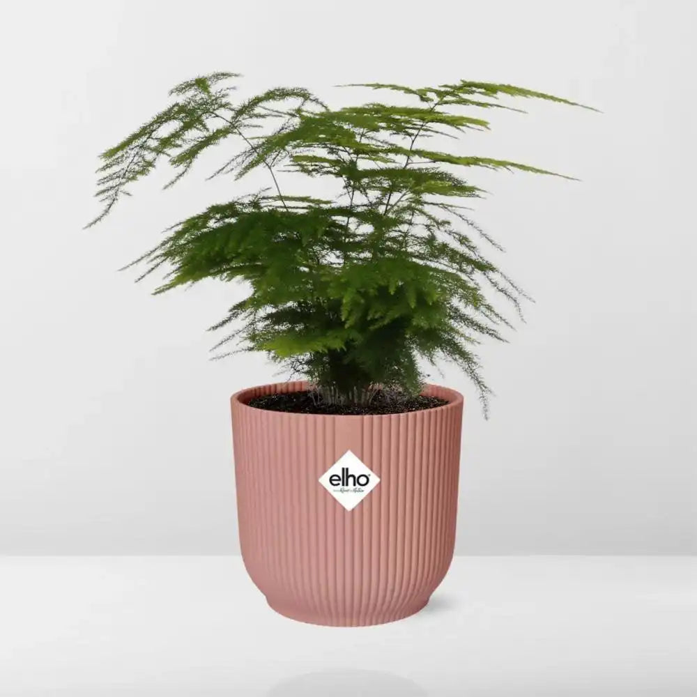 Spargel Setaceus 'Plumosus' in ELHO Vibes Fold 14cm rosa - HomeDesign Knaus