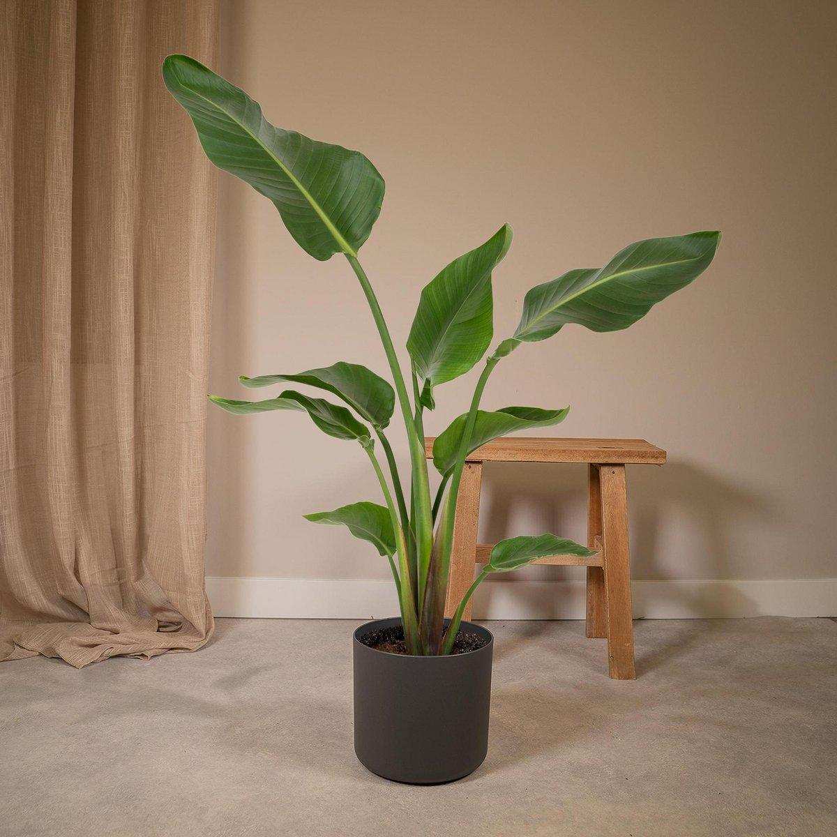 Strelitzia Nicolai - Ø19cm - ↕80cm - HomeDesign Knaus