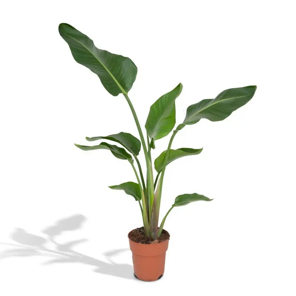 Strelitzia Nicolai - Ø19cm - ↕80cm - HomeDesign Knaus