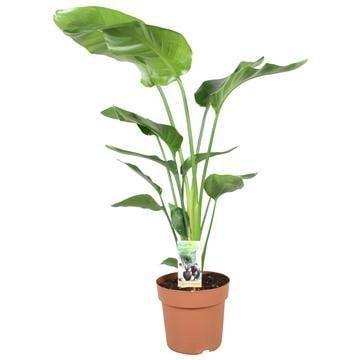 Strelitzia Nicolai - Ø21cm - ↕90cm - HomeDesign Knaus