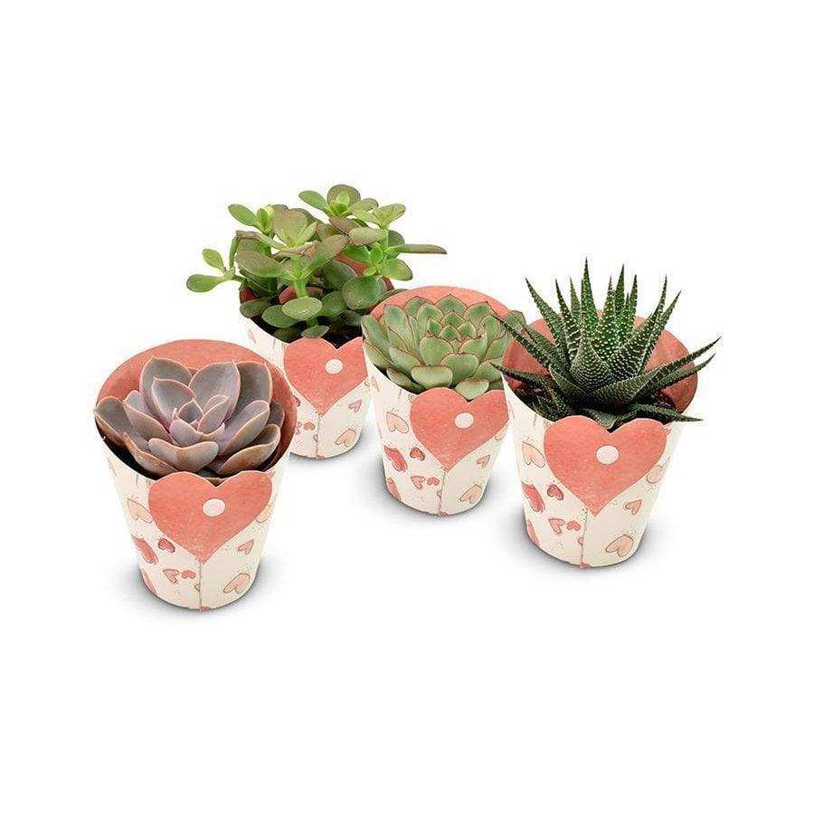 Sukkulenten in Herzhülle – 4 Stück – Ø8,5 cm – ↕11 cm - HomeDesign Knaus