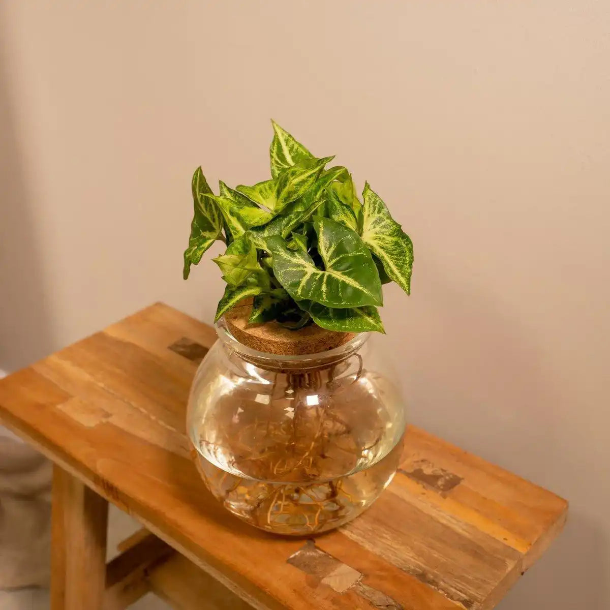 Syngonium Pixie aus konvexem Glas – Ø12cm – ↕30cm - HomeDesign Knaus