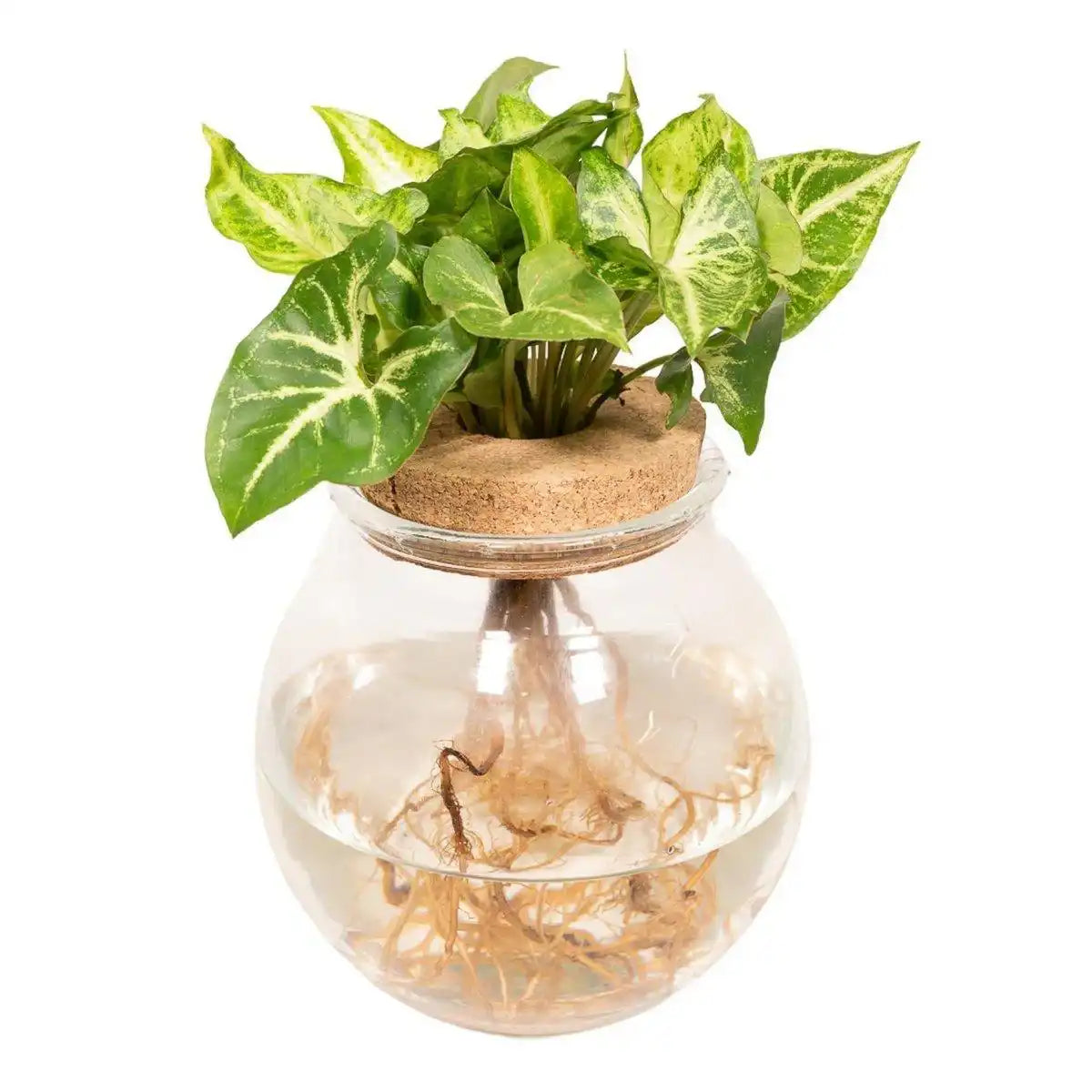 Syngonium Pixie aus konvexem Glas – Ø12cm – ↕30cm - HomeDesign Knaus