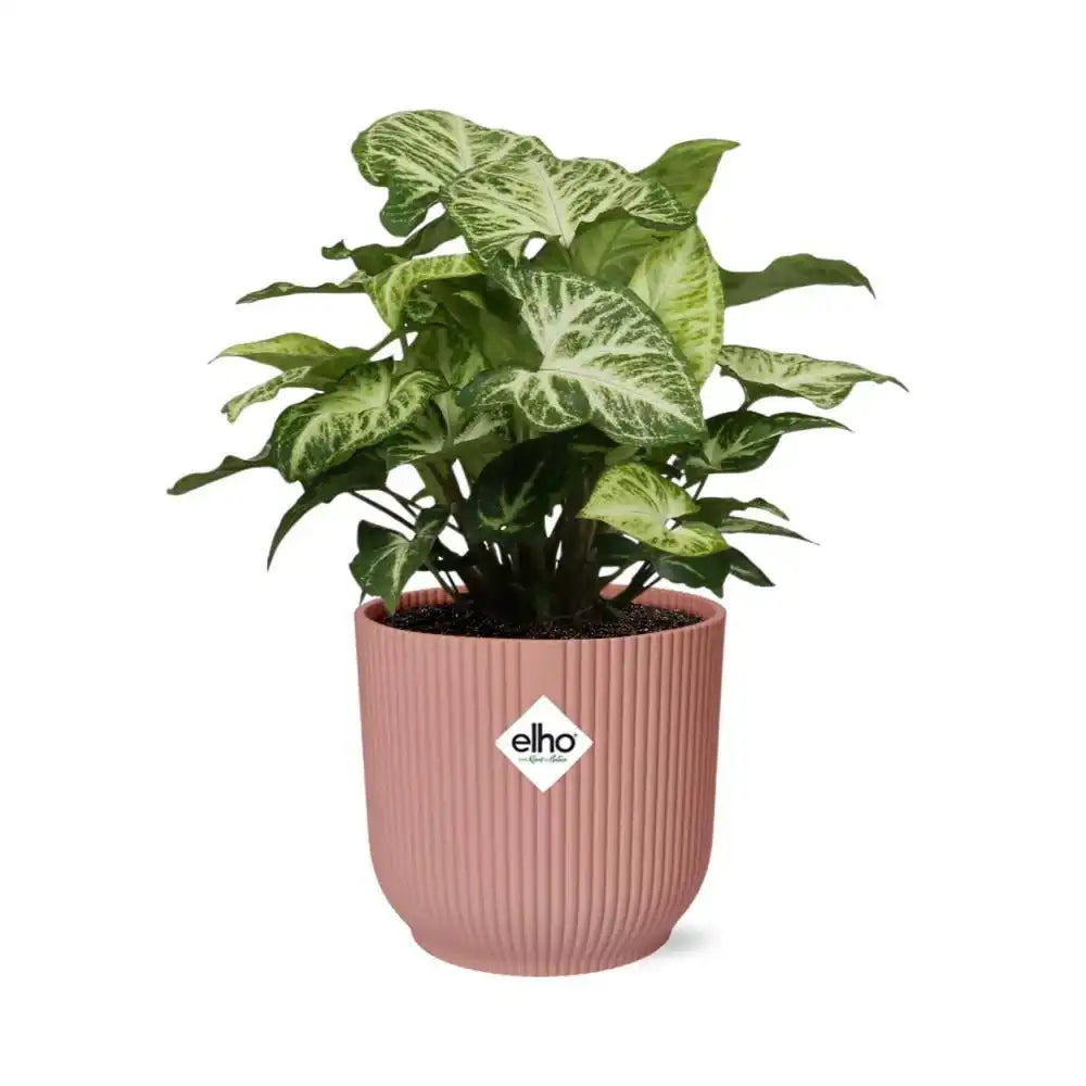 Syngoniumpfeil in ELHO Vibes Fold 14 cm rosa - HomeDesign Knaus