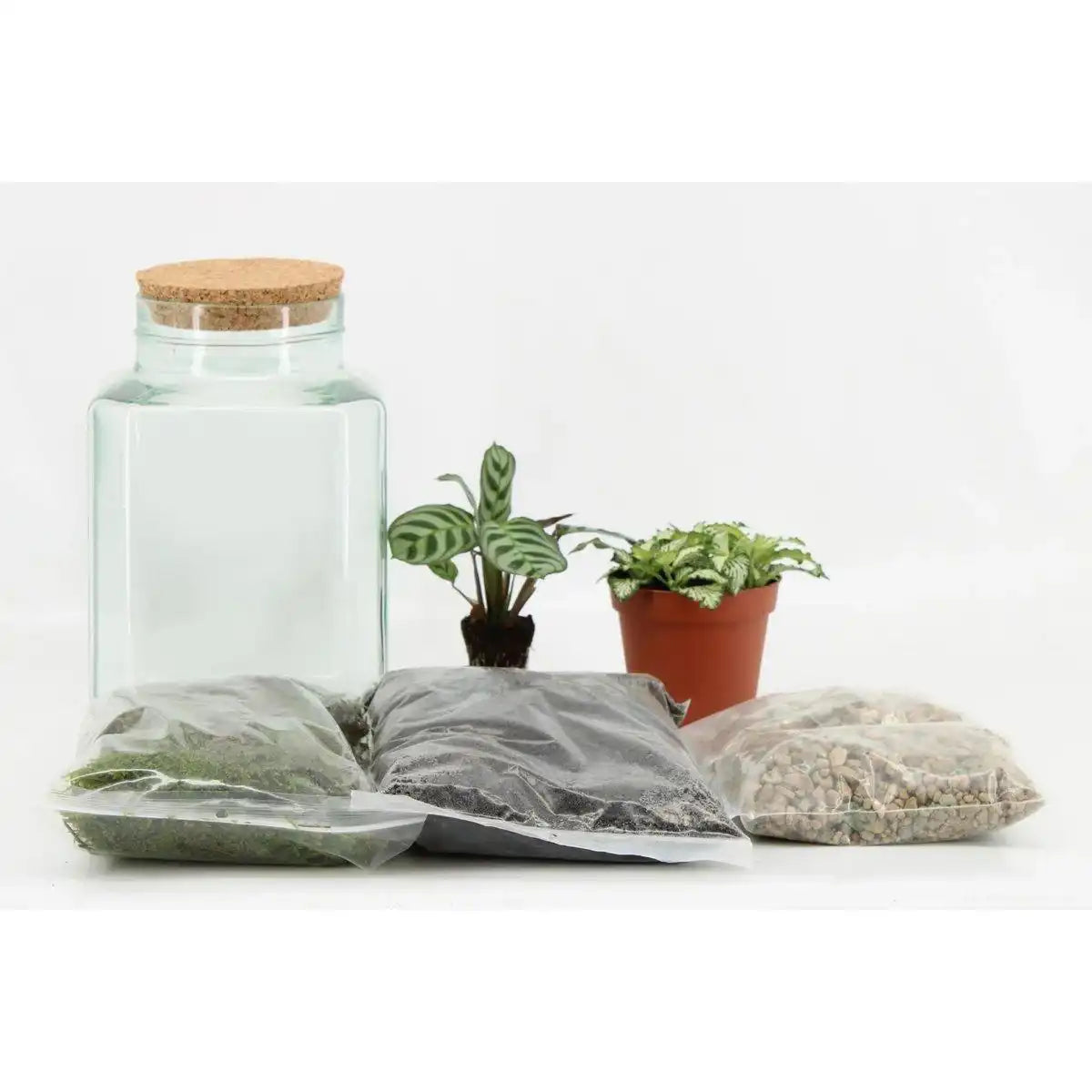 Terrarienanordnung (DIY) – Ø13cm – ↕25cm - HomeDesign Knaus