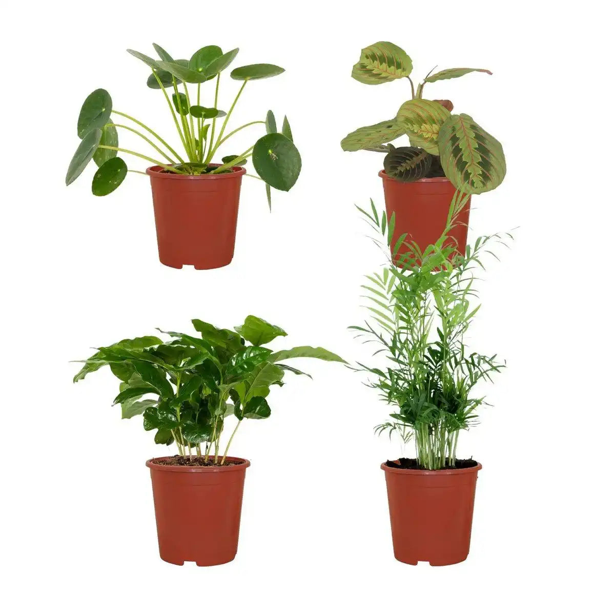Tierfreundlicher Pflanzenkasten - 4 Zimmerpflanzen - Ø12cm - Verschiedene Höhen - HomeDesign Knaus