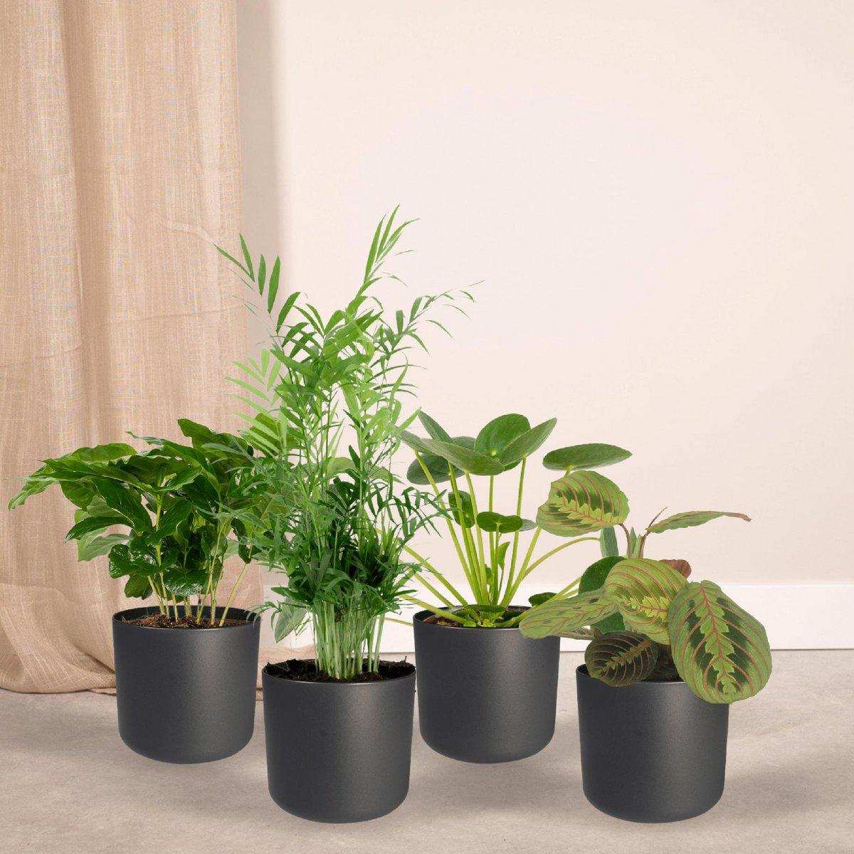 Tierfreundlicher Pflanzenkasten - 4 Zimmerpflanzen - Ø12cm - Verschiedene Höhen - HomeDesign Knaus